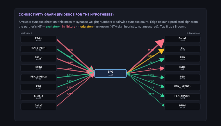 flyhypo connectivity graph — evidence for neuron hypotheses